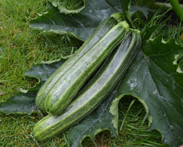 Courgette Cocozelle