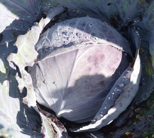 Organic Cabbage, Red Langedijker Bewaar 2