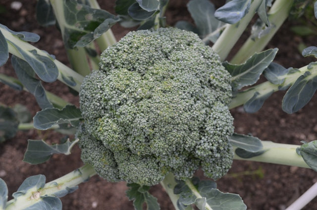 Organic Calabrese Covina F1