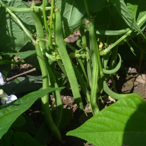 Organic Beans (french Dwarf) Maxi