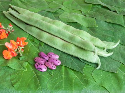 Runner Bean