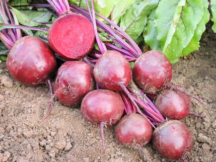 Beetroot Robuschka