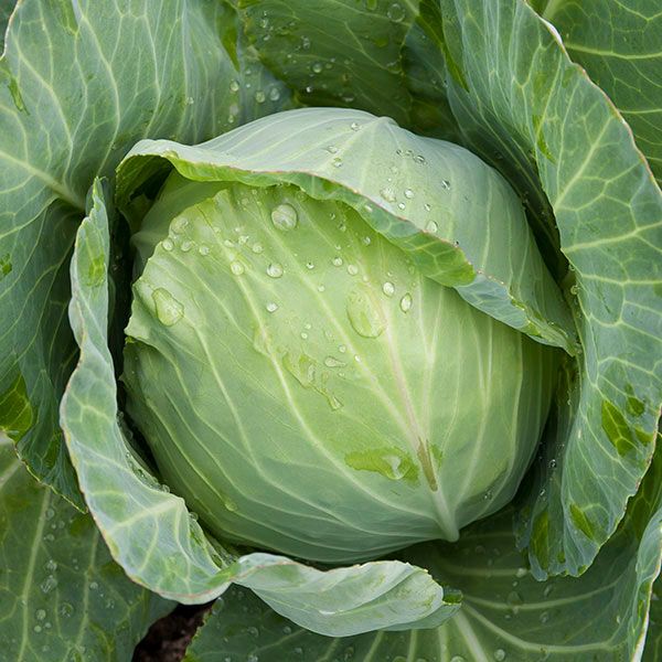Organic Cabbage, Summer/Autumn Golden Acre