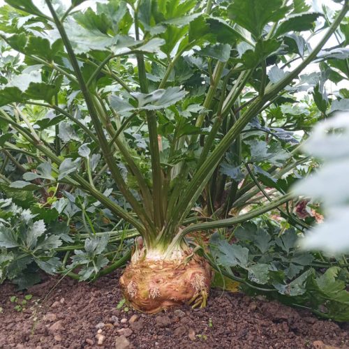 Giant Prague Celeriac