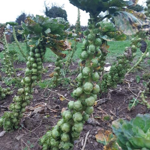 Irish Glacier Brussels Sprouts