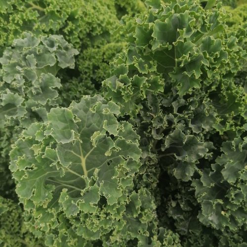 Blue Curled Scotch Kale