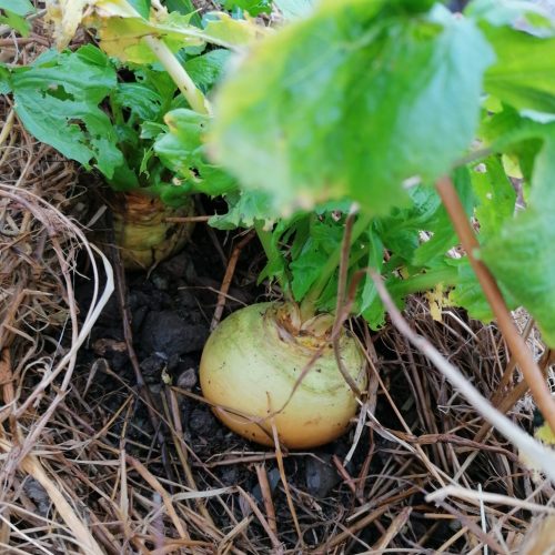 Malselvnepe Turnip