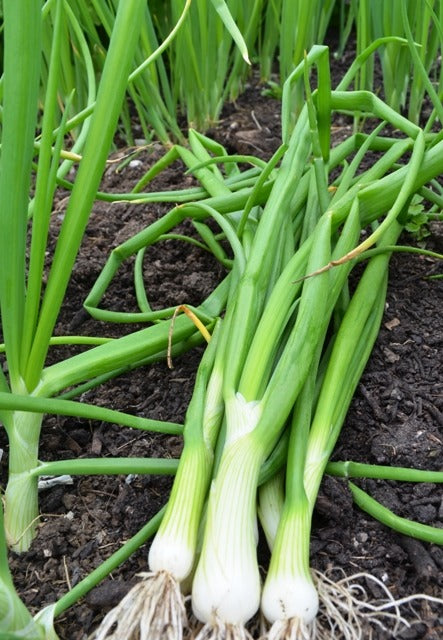 Onion White Lisbon