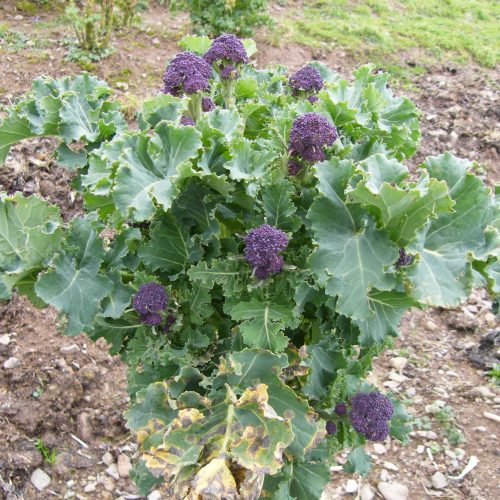 Purple Sprouting Broccoli