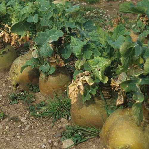 Tipperary Turnip Swede