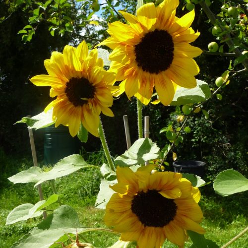 Sunflower Mix