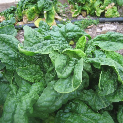 Virginia Spinach (SS)