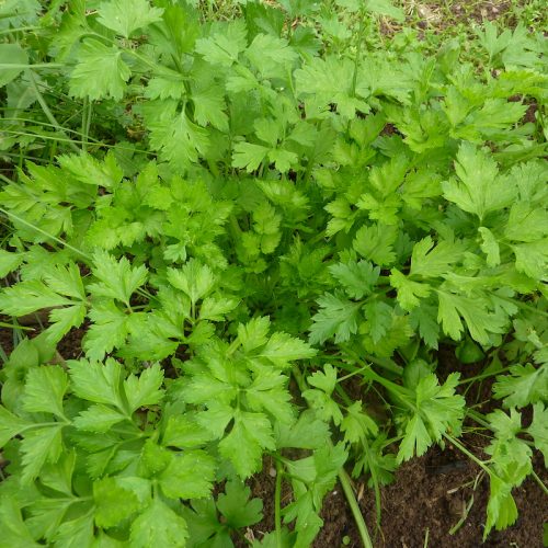 Yerevan Parsley (SS)