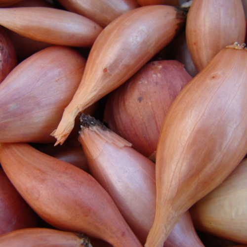 Zebrune Shallots (SS)