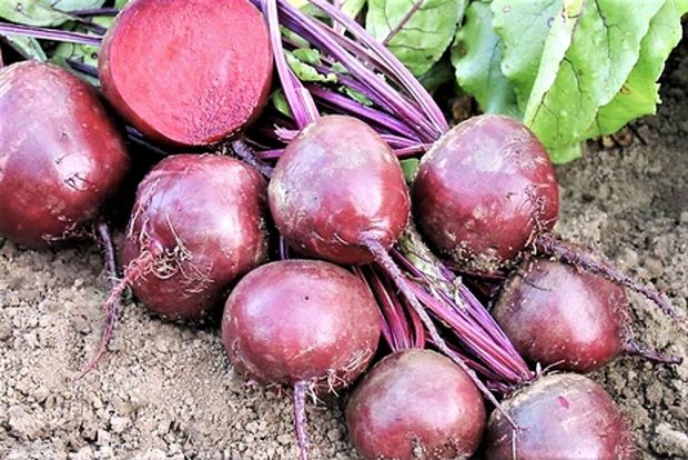 Roots Beetroot Robuschka
