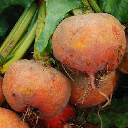 roots Beetroot Golden