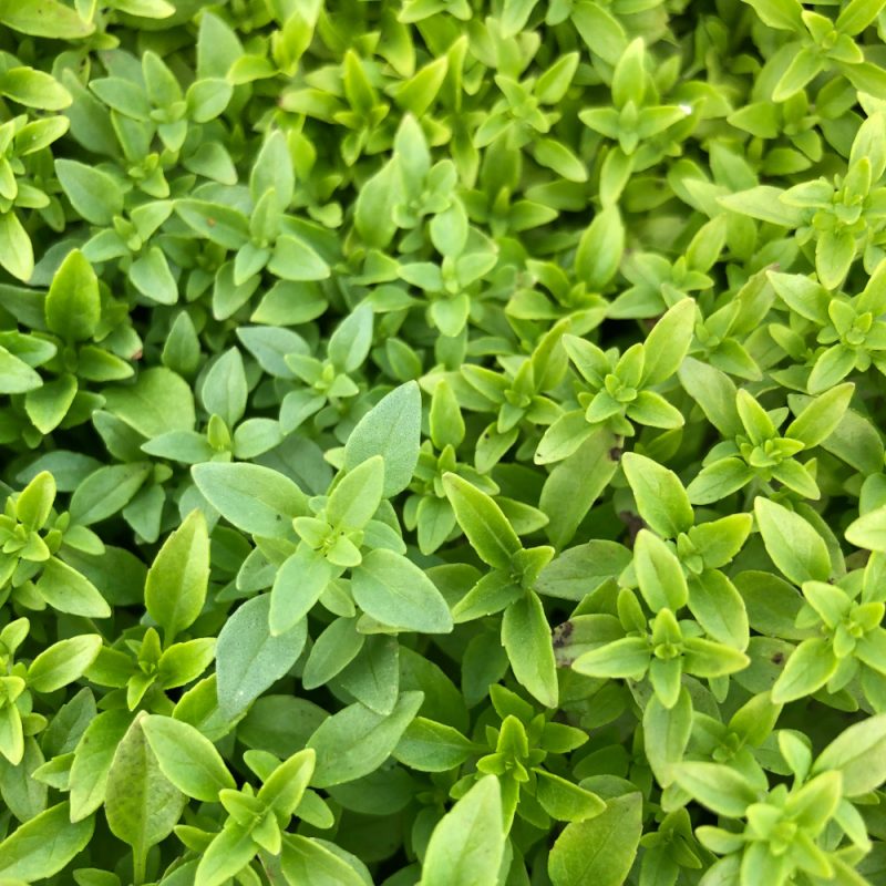 Basil Greek (very Aromatic )