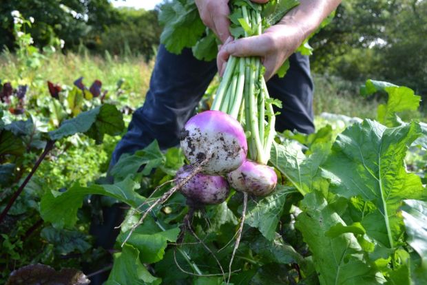 Roots Turnip Purple neck Milan