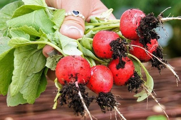 Roots Radish Sora