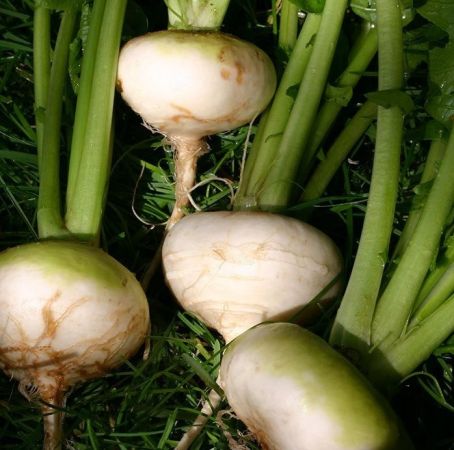 Roots Turnip Flat White May