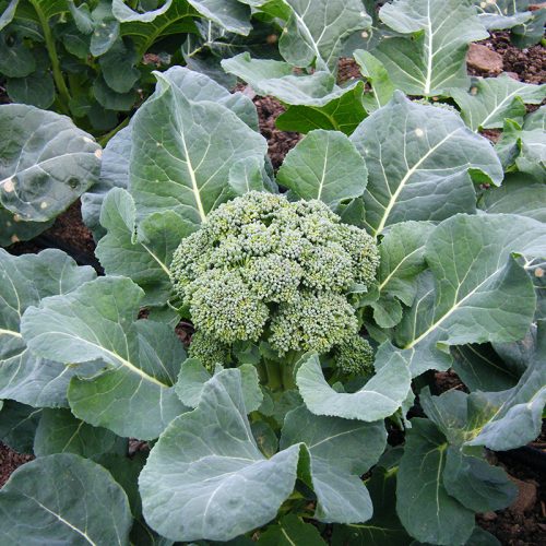 Verdante Broccoli