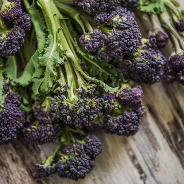 Veg Plugs – northsperrinsherbfarm