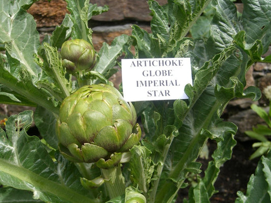 Organic Artichoke Imperial Star, Tavor