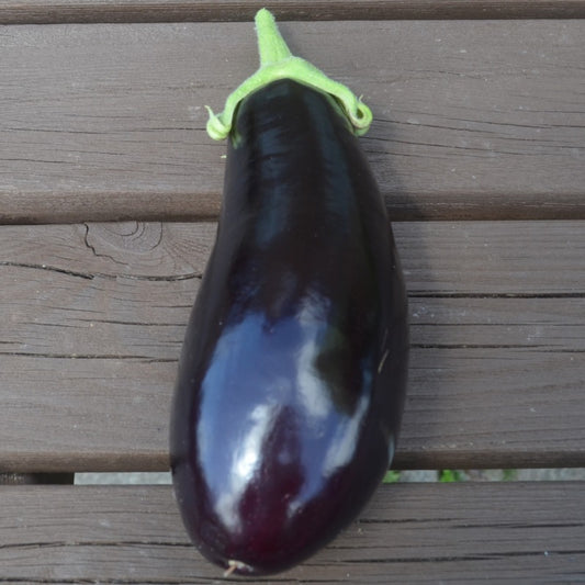 Organic Aubergine BB-SEG-1082 F1