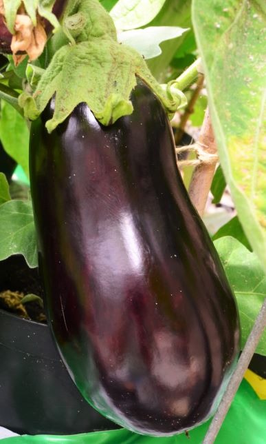 Organic Aubergine Black Pearl F1