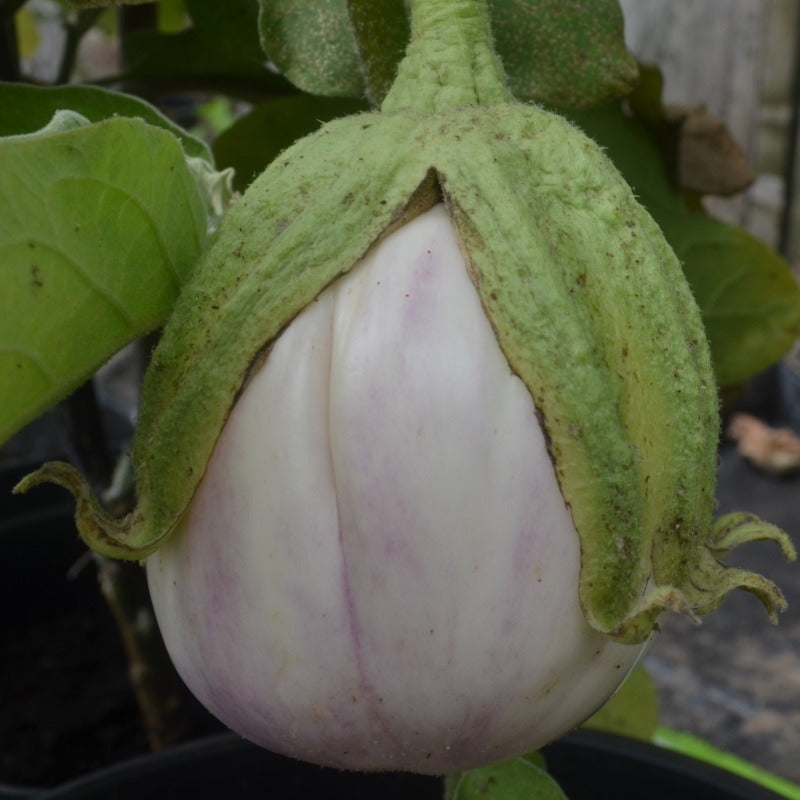 Organic Aubergine Rosa Bianca