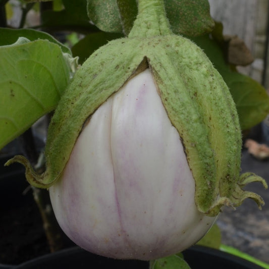Organic Aubergine Rosa Bianca
