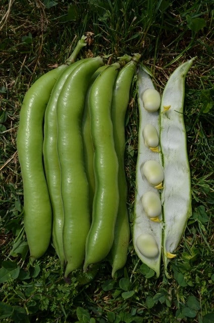 Organic Beans (broad) Ratio