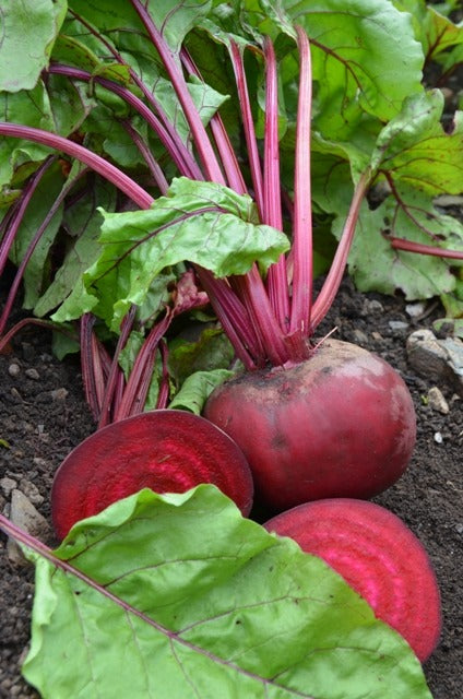 Organic Beetroot Alvro Mono