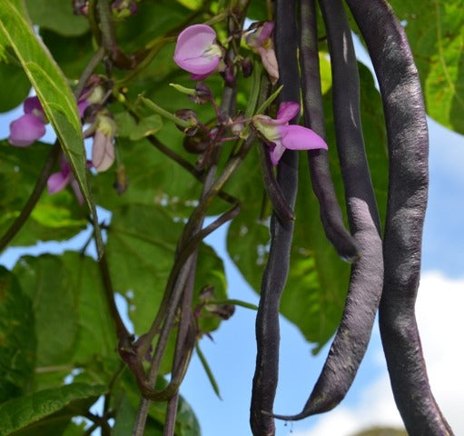 BEANS (FRENCH CLIMBING)