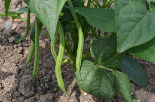 Organic Beans (french Dwarf) Faraday