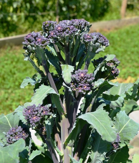 Organic Broccoli Santee F1