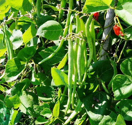 Organic Beans (runner) Lady Di