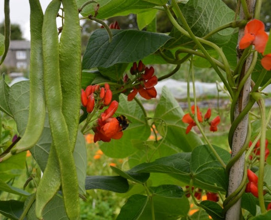 Organic Beans (runner) Scarlet Emperor