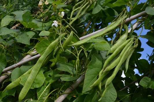 Organic Beans (runner) White Emergo