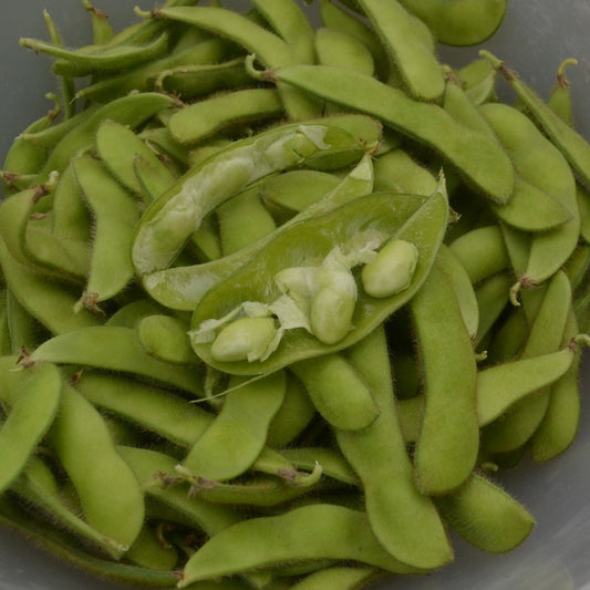Organic Beans (edamame) Hokkai Green