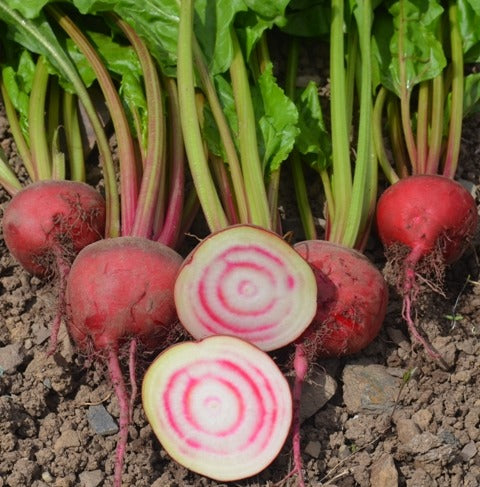 Organic Beetroot Chioggia