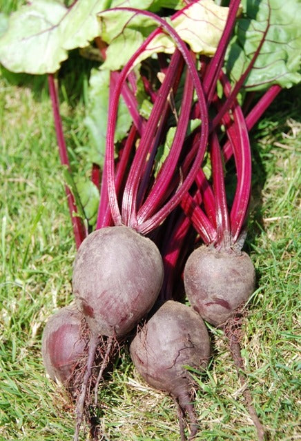 Organic Beetroot Boro F1