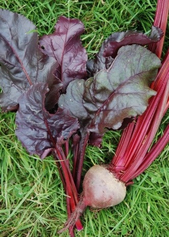 Organic Beetroot Bulls Blood