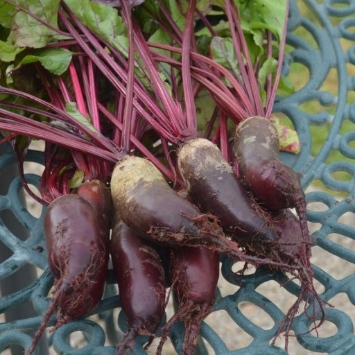 Organic Beetroot Cylindra