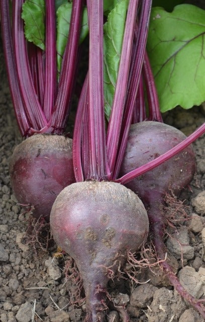Organic Beetroot Detroit Globe
