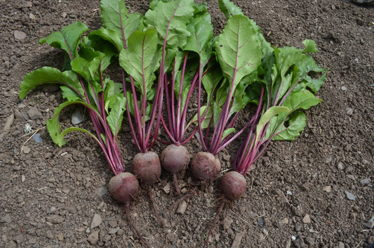 Organic Beetroot Rhonda F1