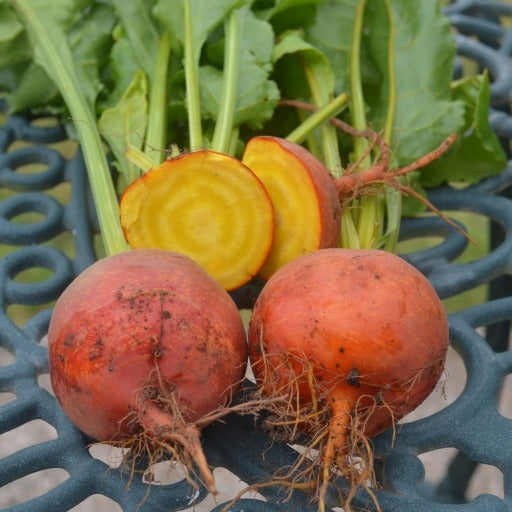Organic Beetroot Wintersonne (Golden)