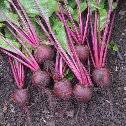 Organic Beetroot Bolivar