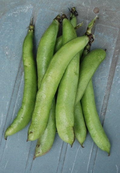 Organic Beans (broad) Eleonora