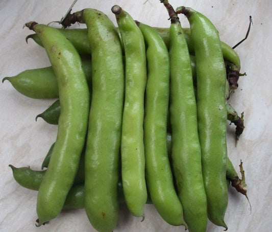 Organic Beans (broad) Hangdown Green